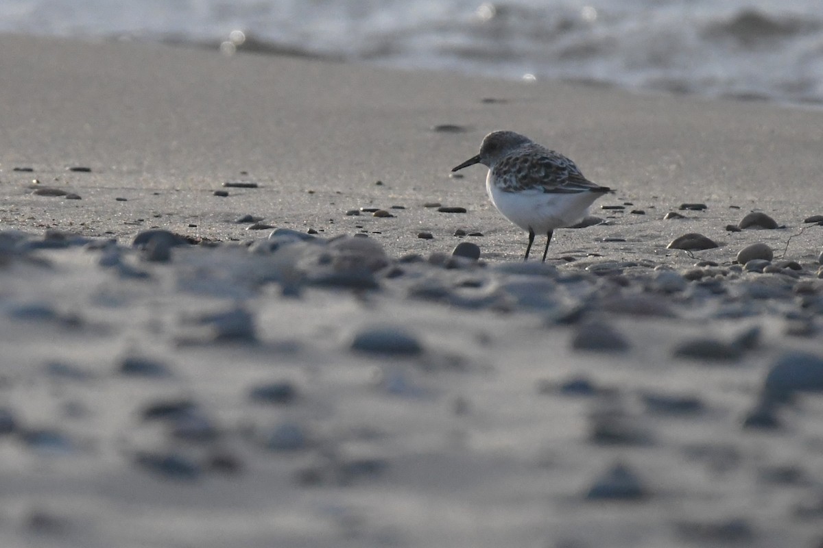 Bécasseau sanderling - ML620002066