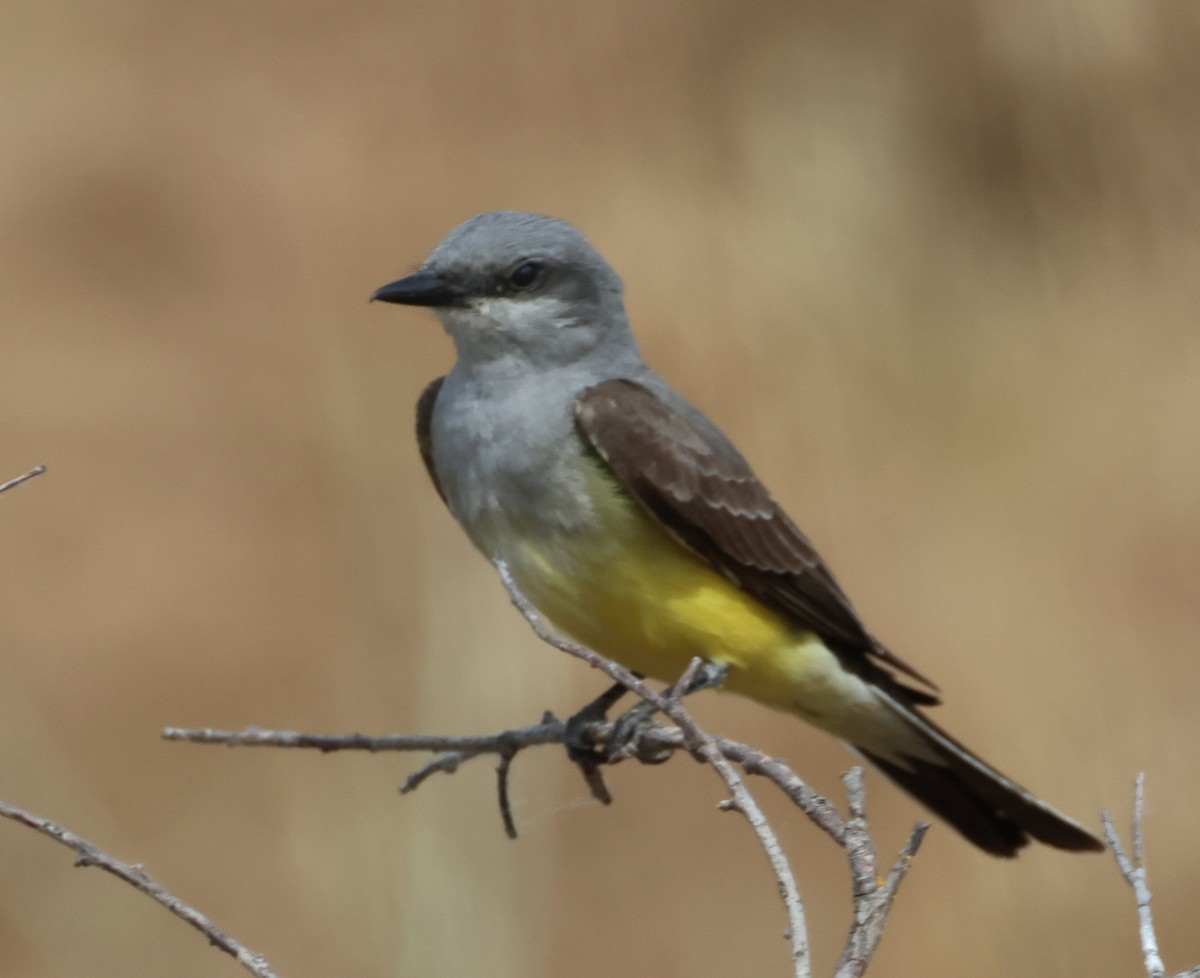 Western Kingbird - ML620002072