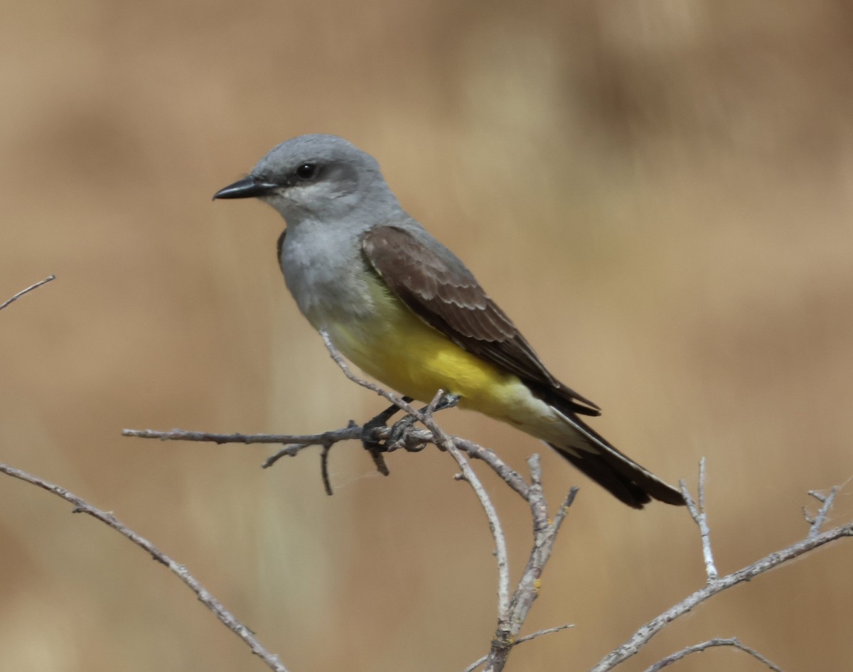 Western Kingbird - ML620002073