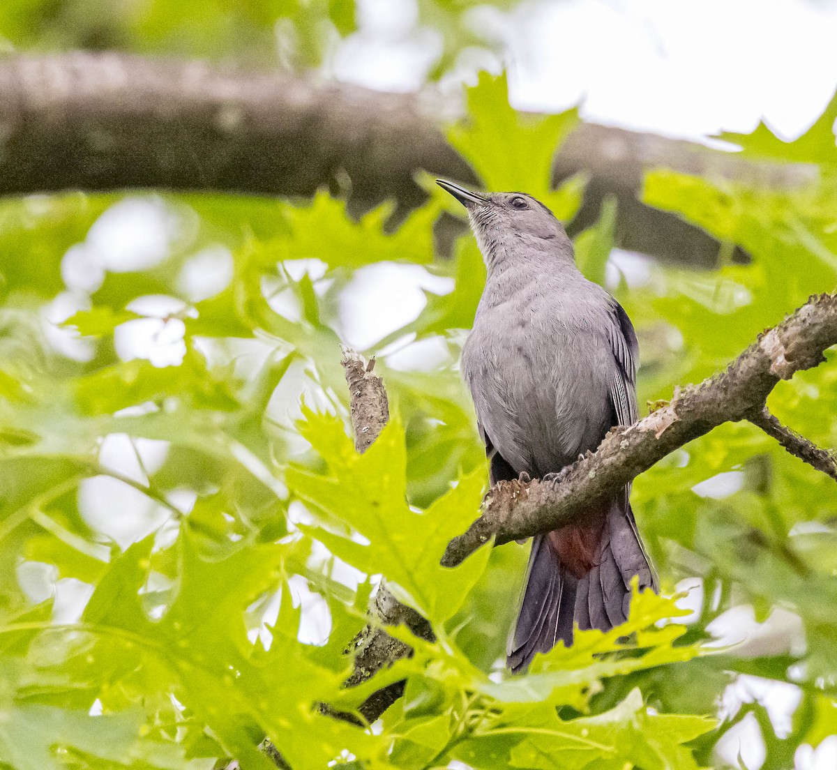 Gray Catbird - ML620002074