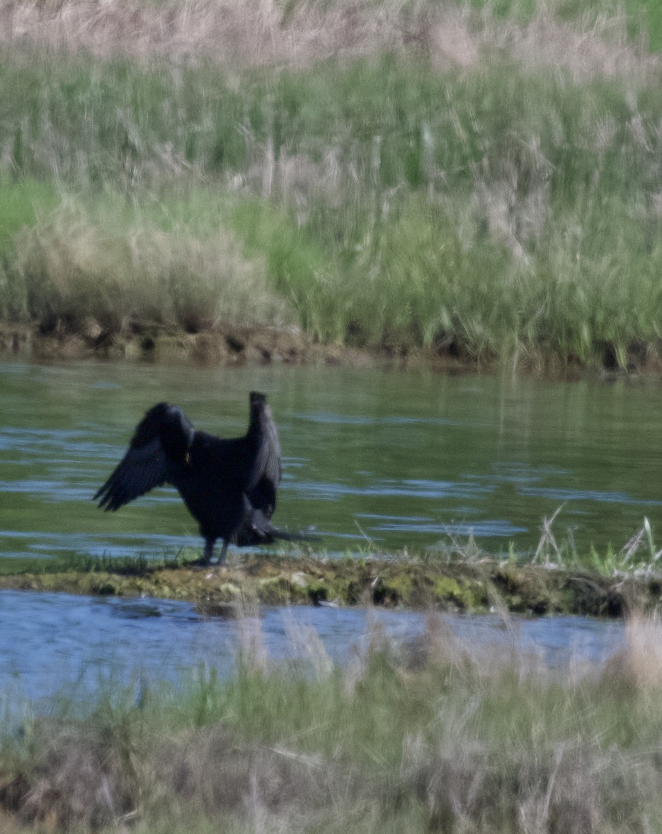 Cormorán Orejudo - ML620002081