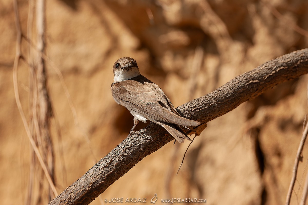 Эргийн хараацай - ML620002082