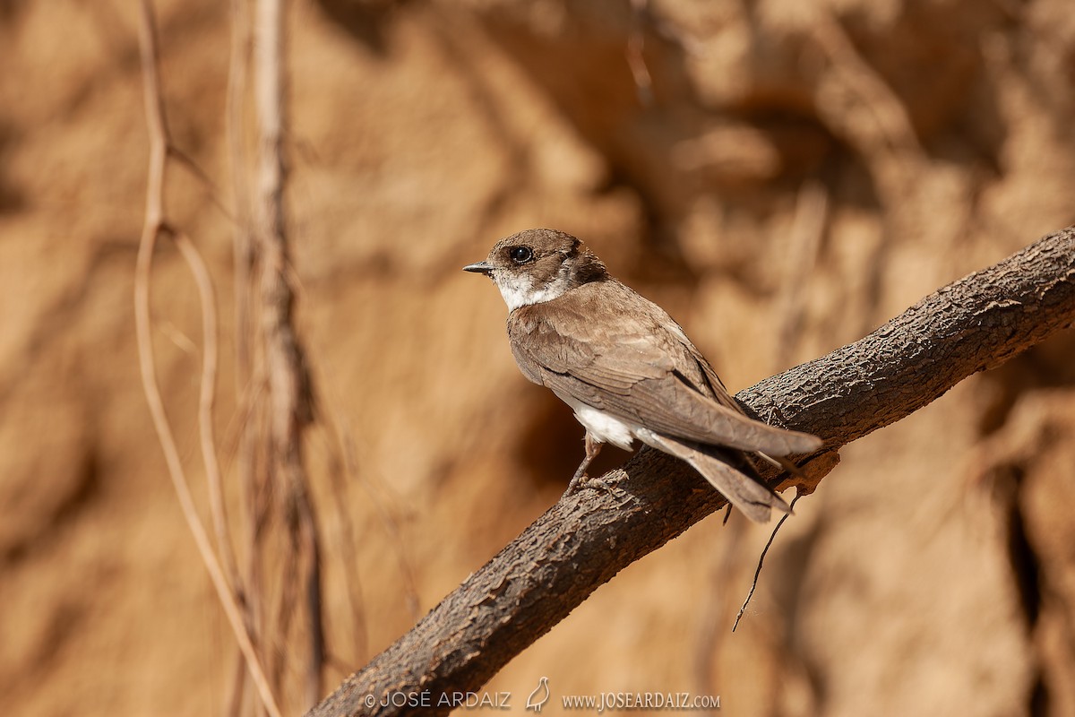 Эргийн хараацай - ML620002083
