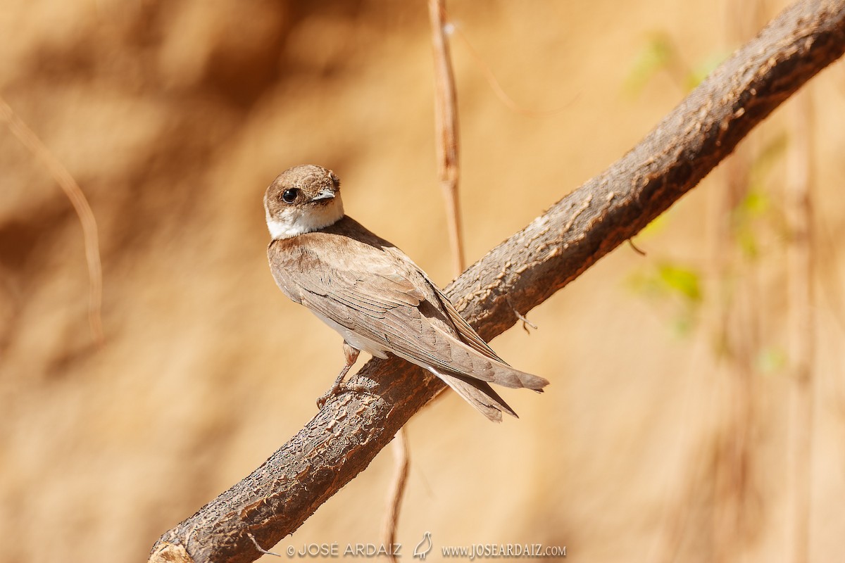 Эргийн хараацай - ML620002084