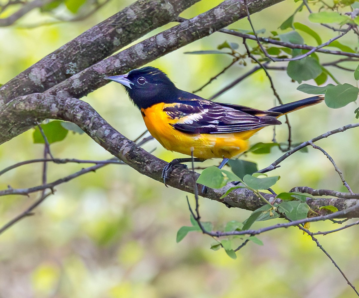 Baltimore Oriole - ML620002098