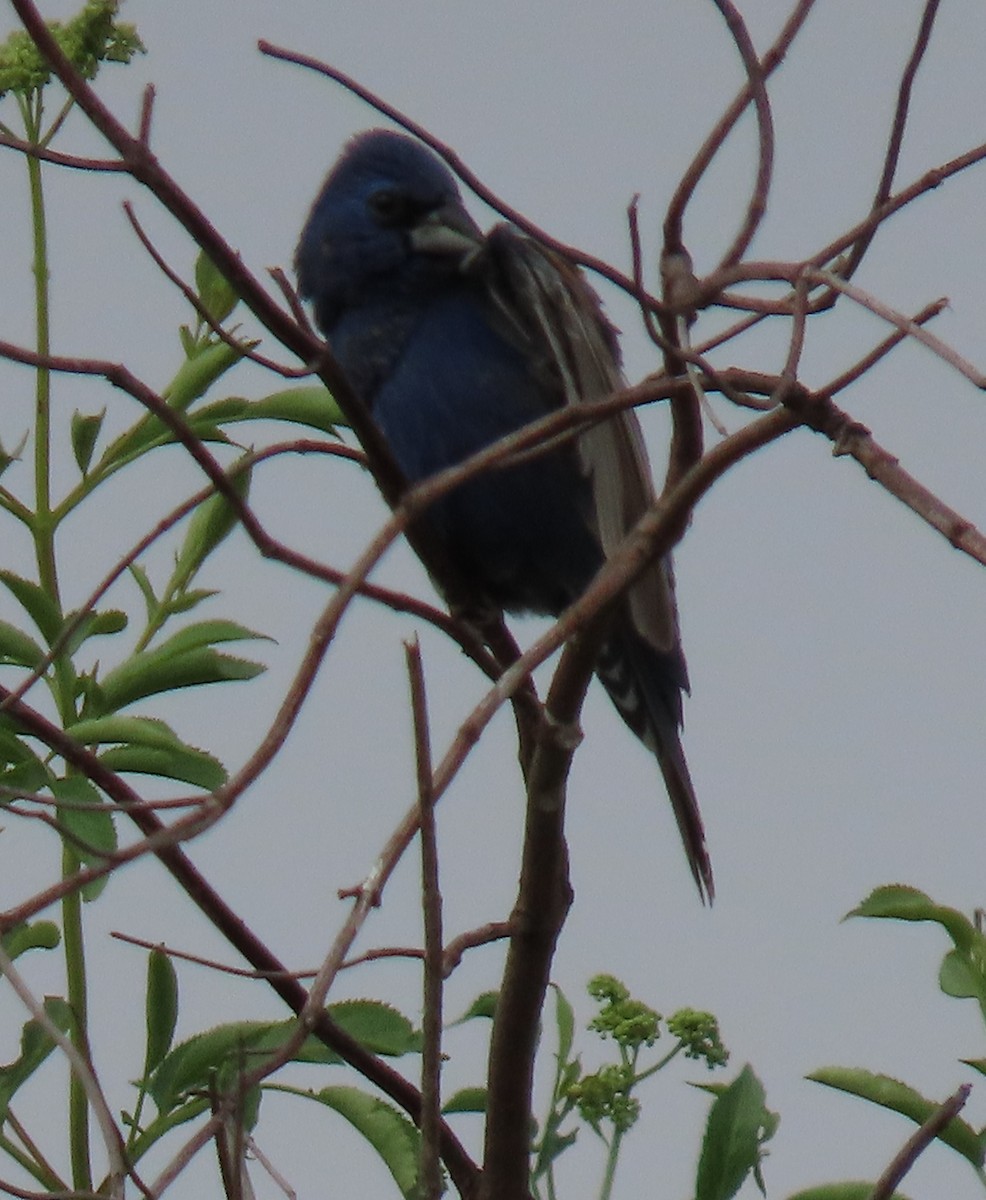 Guiraca bleu - ML620002109