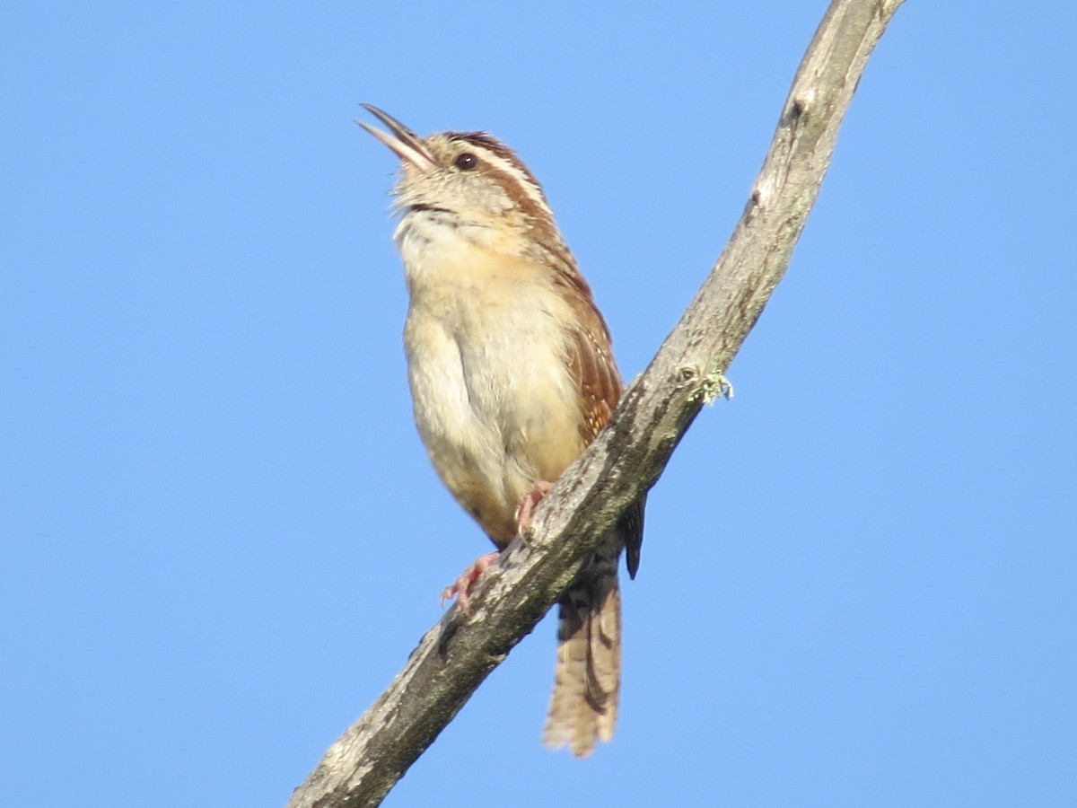 Carolina Wren - ML62000211