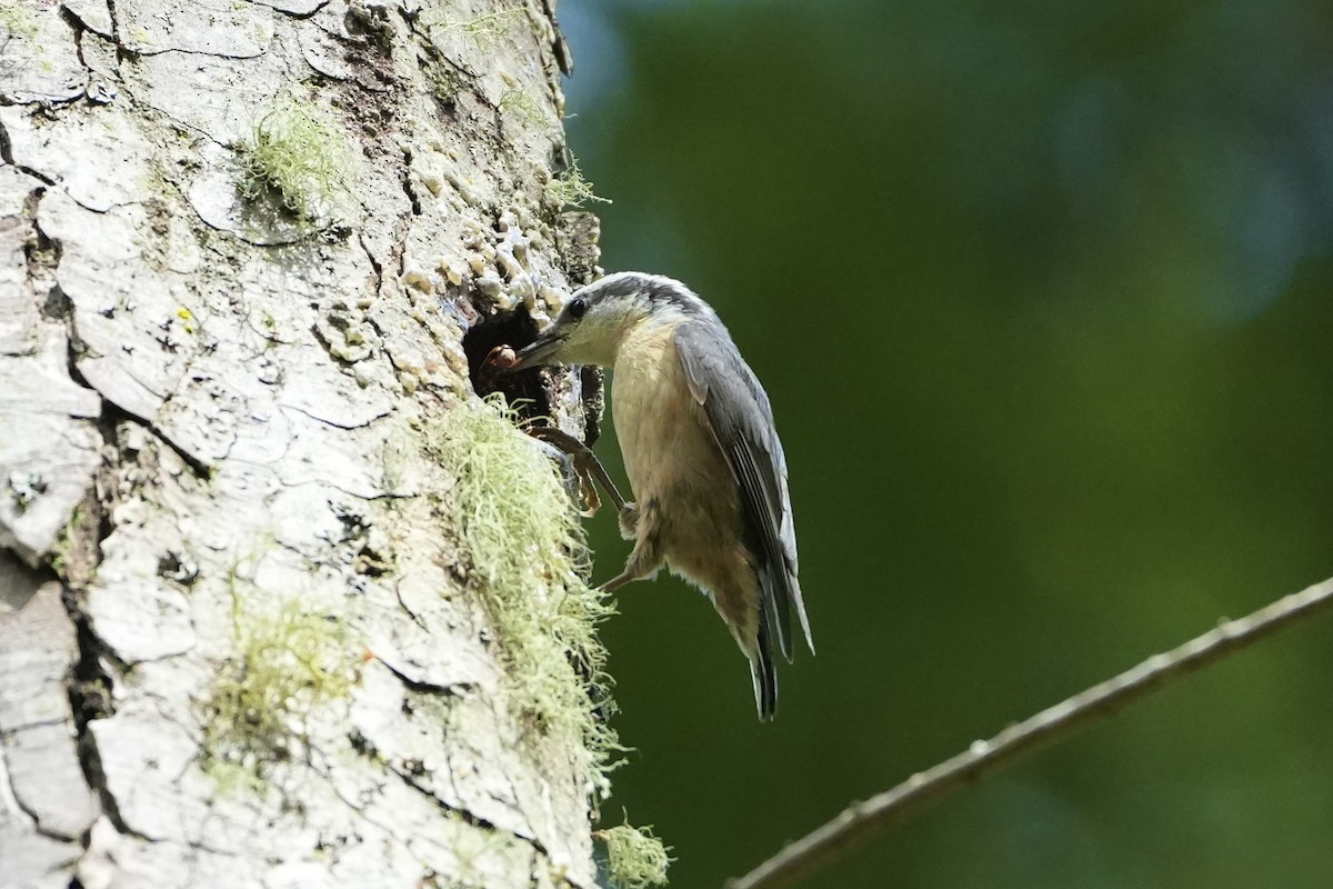 Red-breasted Nuthatch - ML620002110