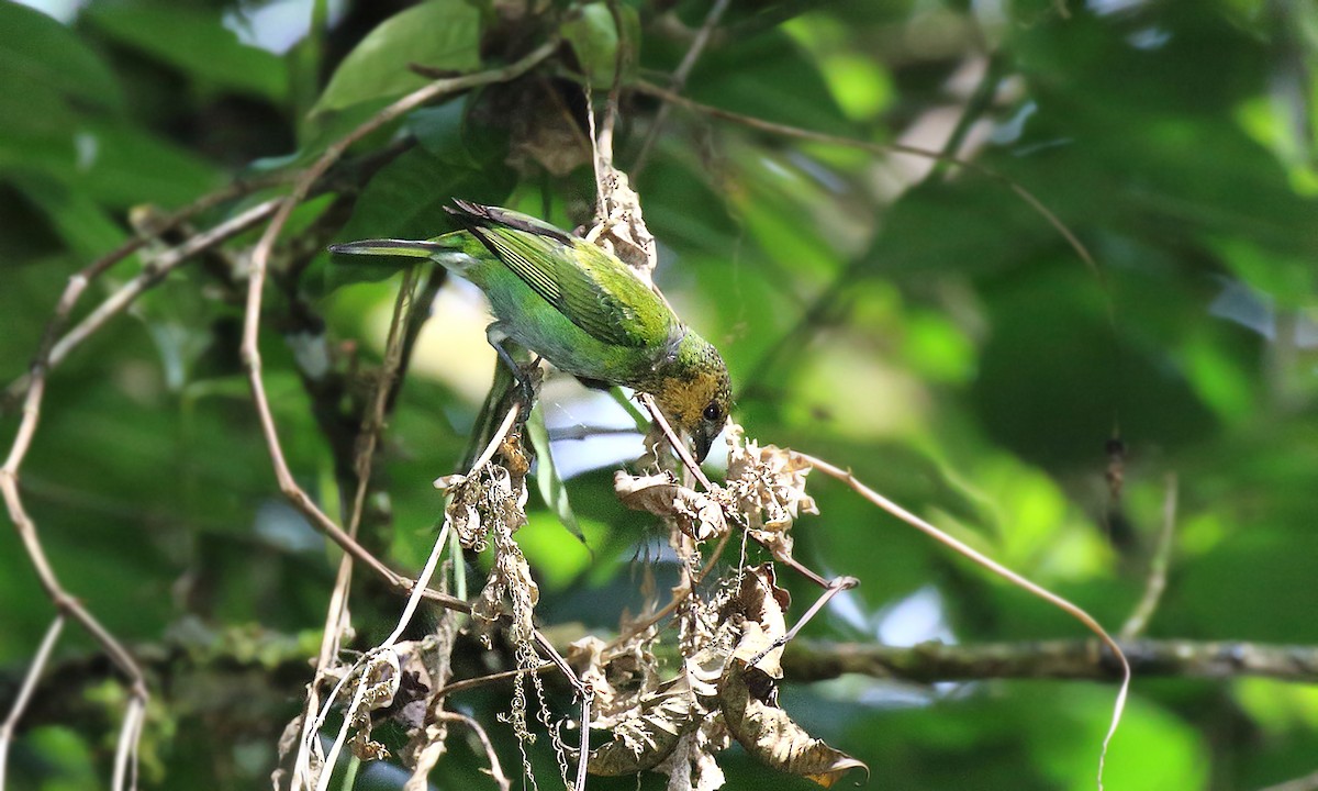 Silvery Tanager - ML620002112