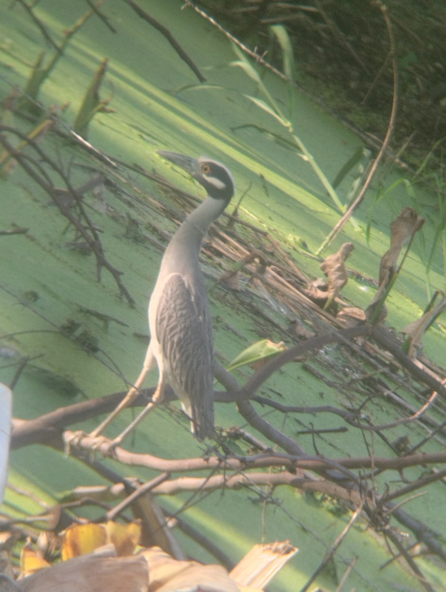 Yellow-crowned Night Heron - ML620002114