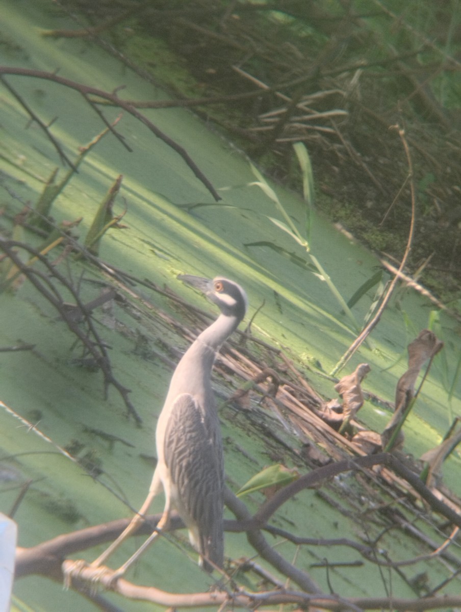 Yellow-crowned Night Heron - ML620002116