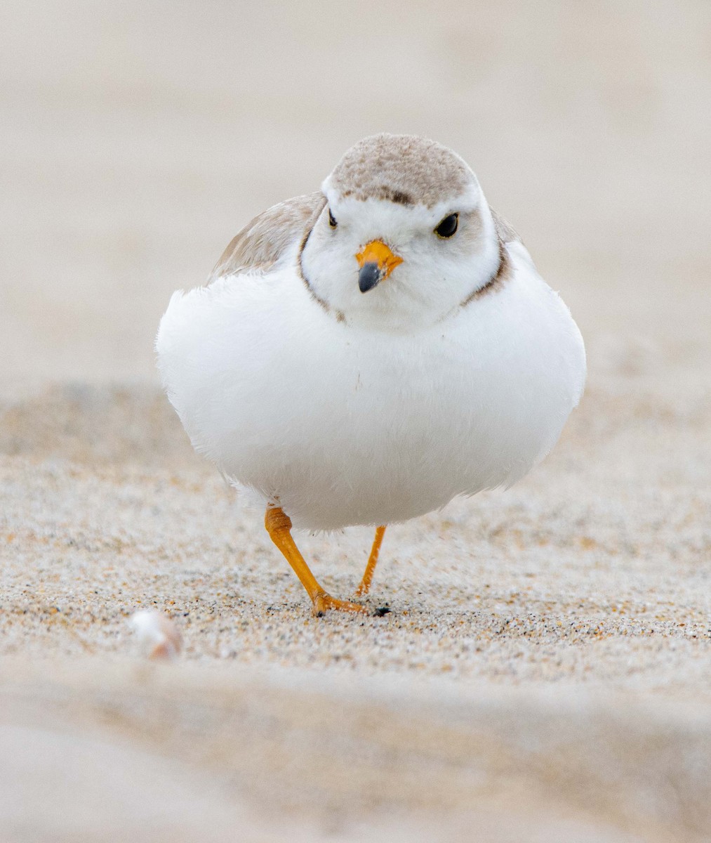 Piping Plover - ML620002118