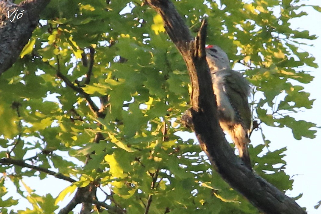 Gray-headed Woodpecker - ML620002129