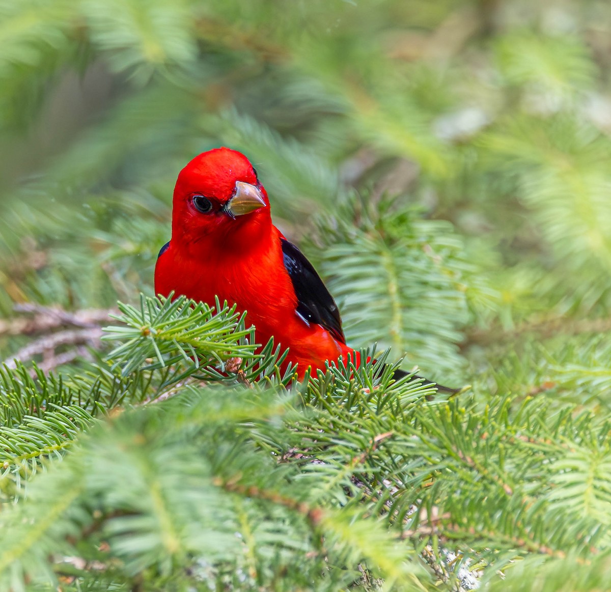 Scarlet Tanager - ML620002142