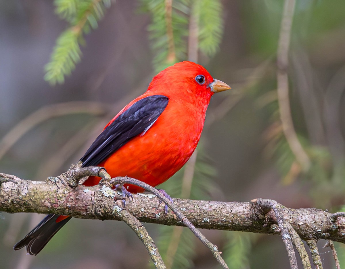 Scarlet Tanager - ML620002143