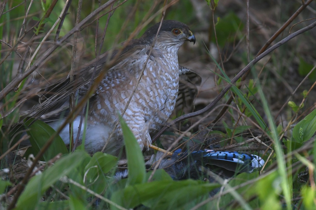 Sharp-shinned Hawk - ML620002145