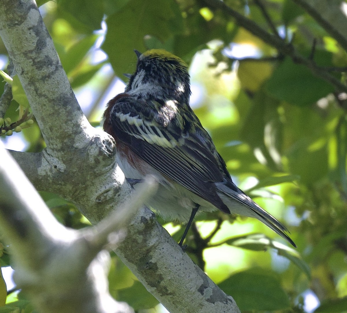 Chestnut-sided Warbler - ML620002147