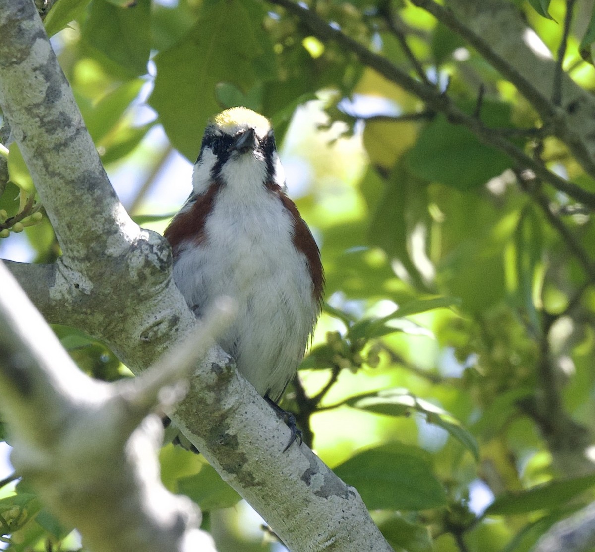 Chestnut-sided Warbler - ML620002192