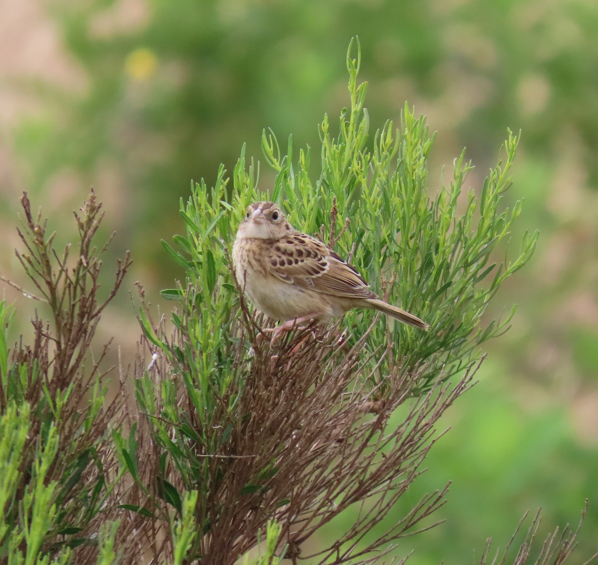 Grasshopper Sparrow - ML620002195