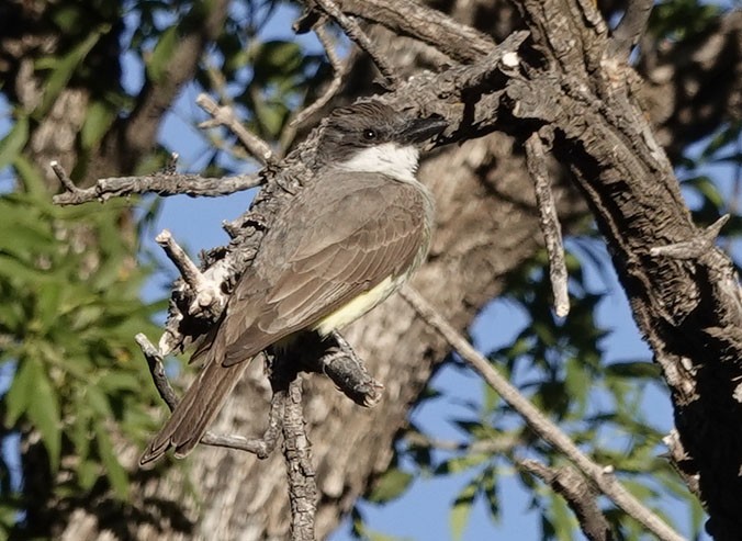 Thick-billed Kingbird - ML620002198