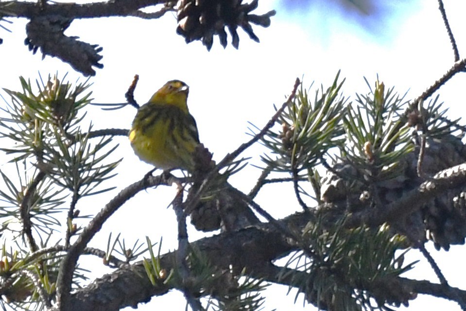Cape May Warbler - ML620002200
