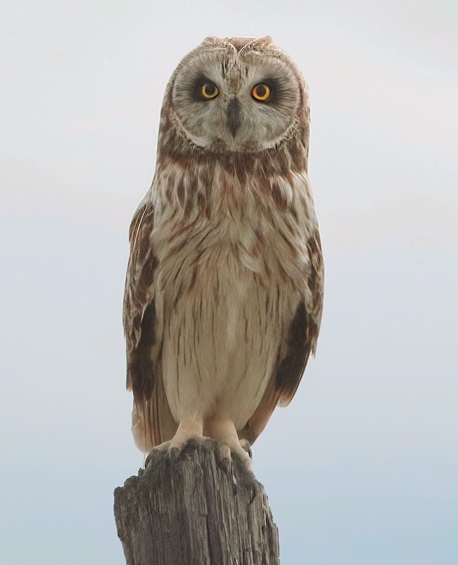 Short-eared Owl - ML620002204