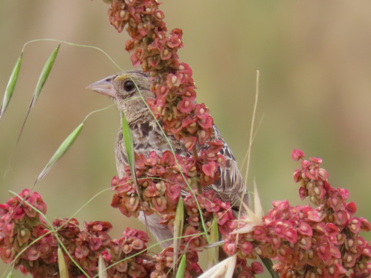 Grasshopper Sparrow - ML620002210