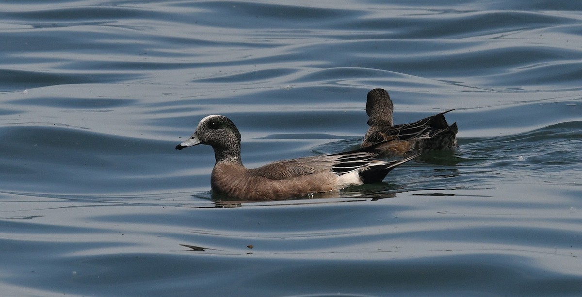 American Wigeon - ML620002216