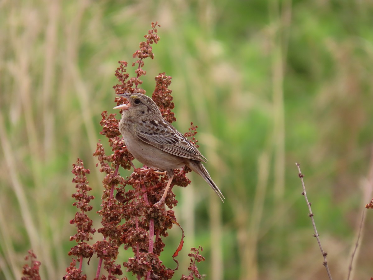 Grasshopper Sparrow - ML620002222