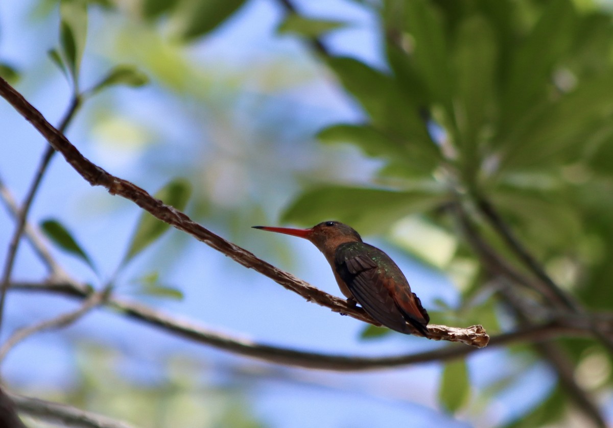 kolibřík ryšavý - ML620002223