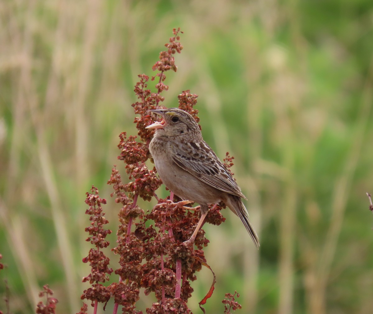 Grasshopper Sparrow - ML620002227