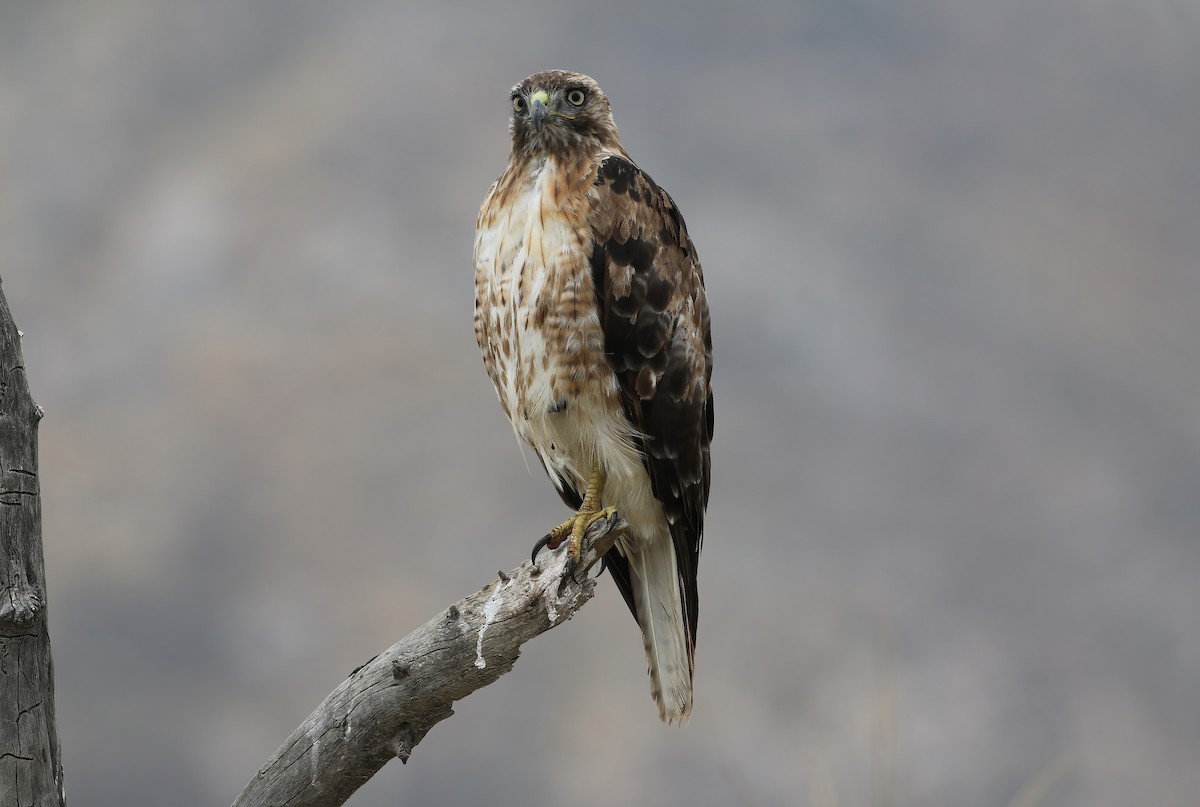 Red-tailed Hawk - ML620002232