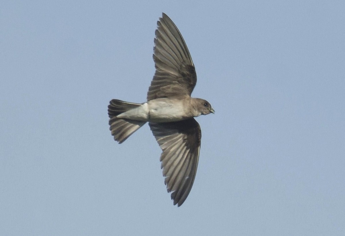 Northern Rough-winged Swallow - ML620002247