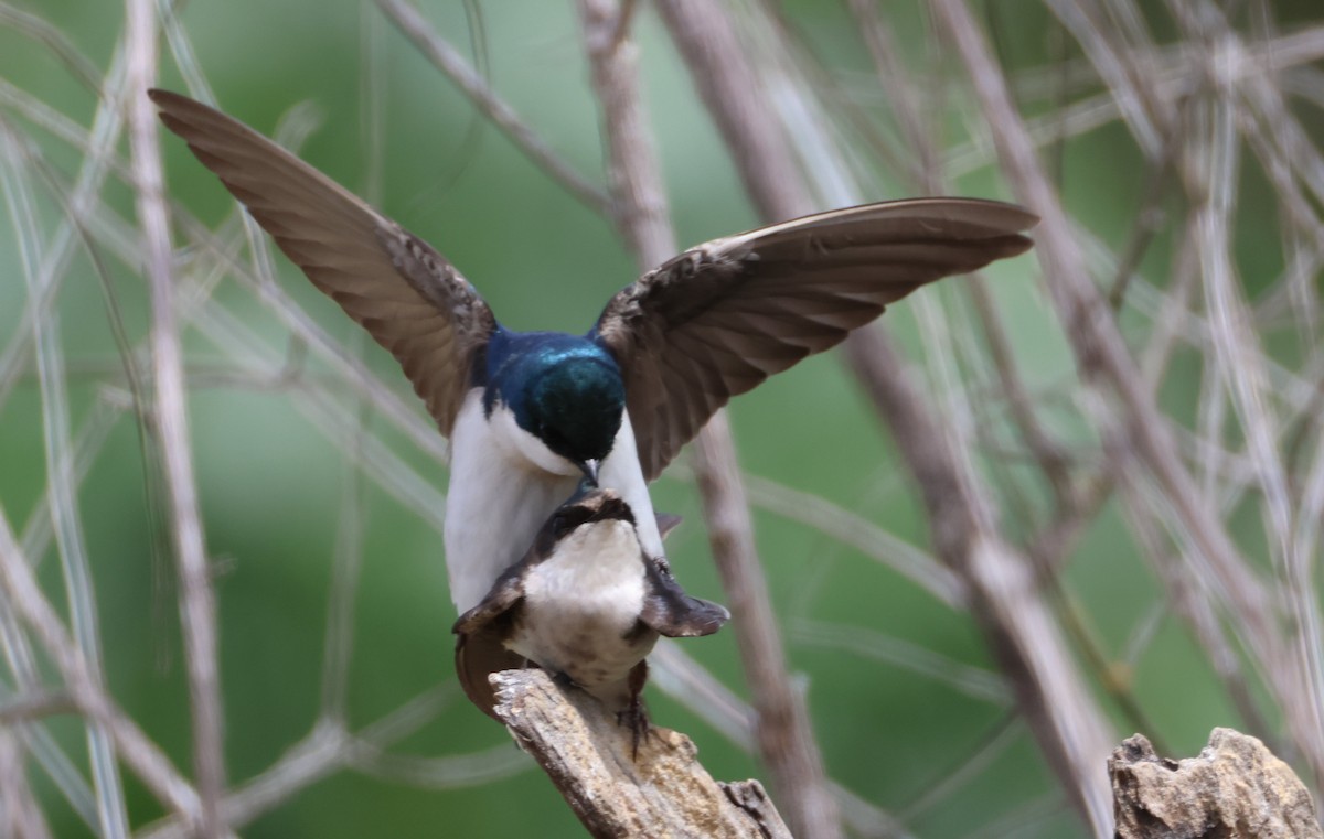 Golondrina Bicolor - ML620002259