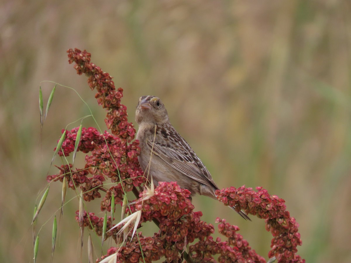 Grasshopper Sparrow - ML620002261