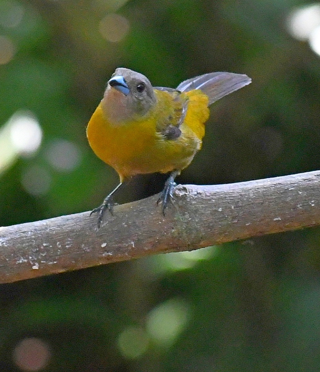 Scarlet-rumped Tanager - ML620002267