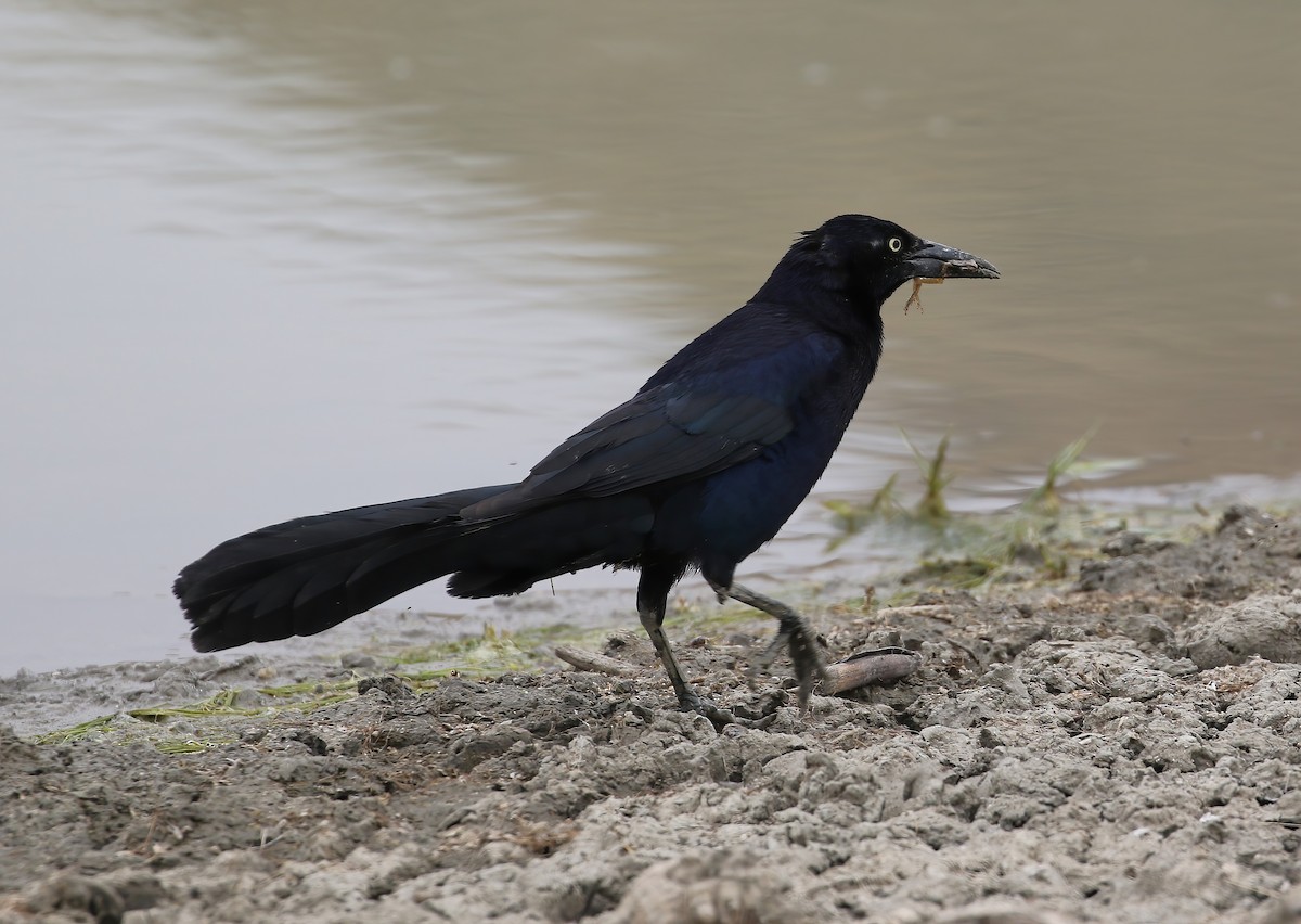 Great-tailed Grackle - ML620002280