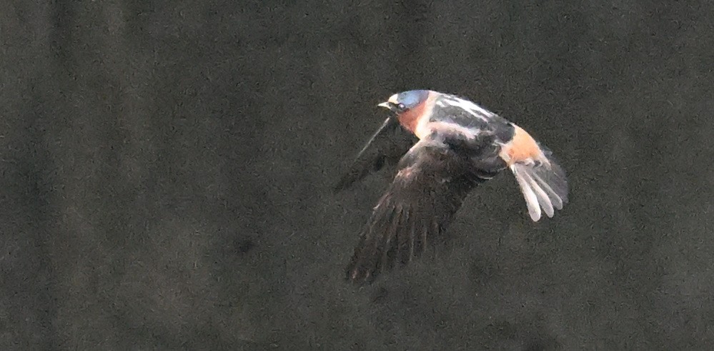 Cliff Swallow - ML620002288