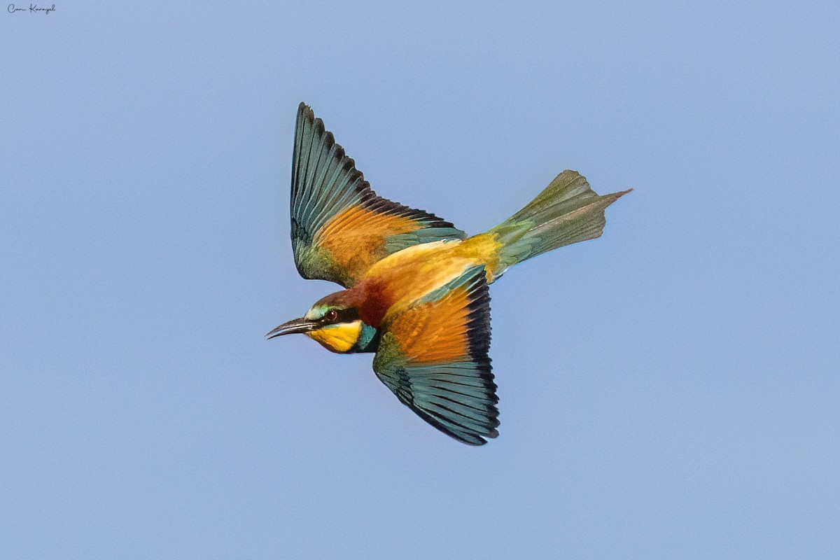 European Bee-eater - ML620002295