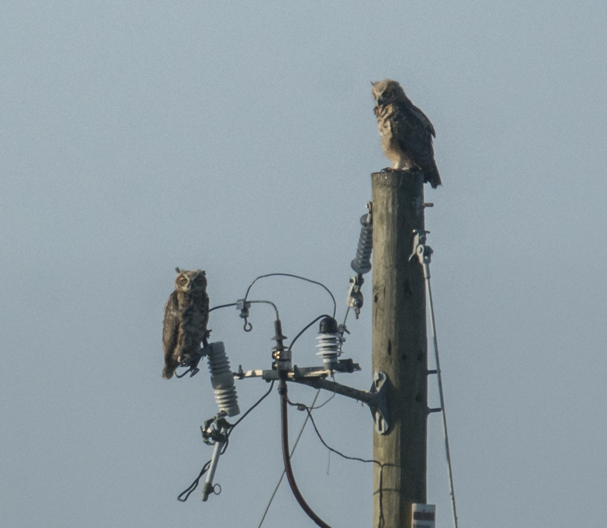 Great Horned Owl - ML620002296