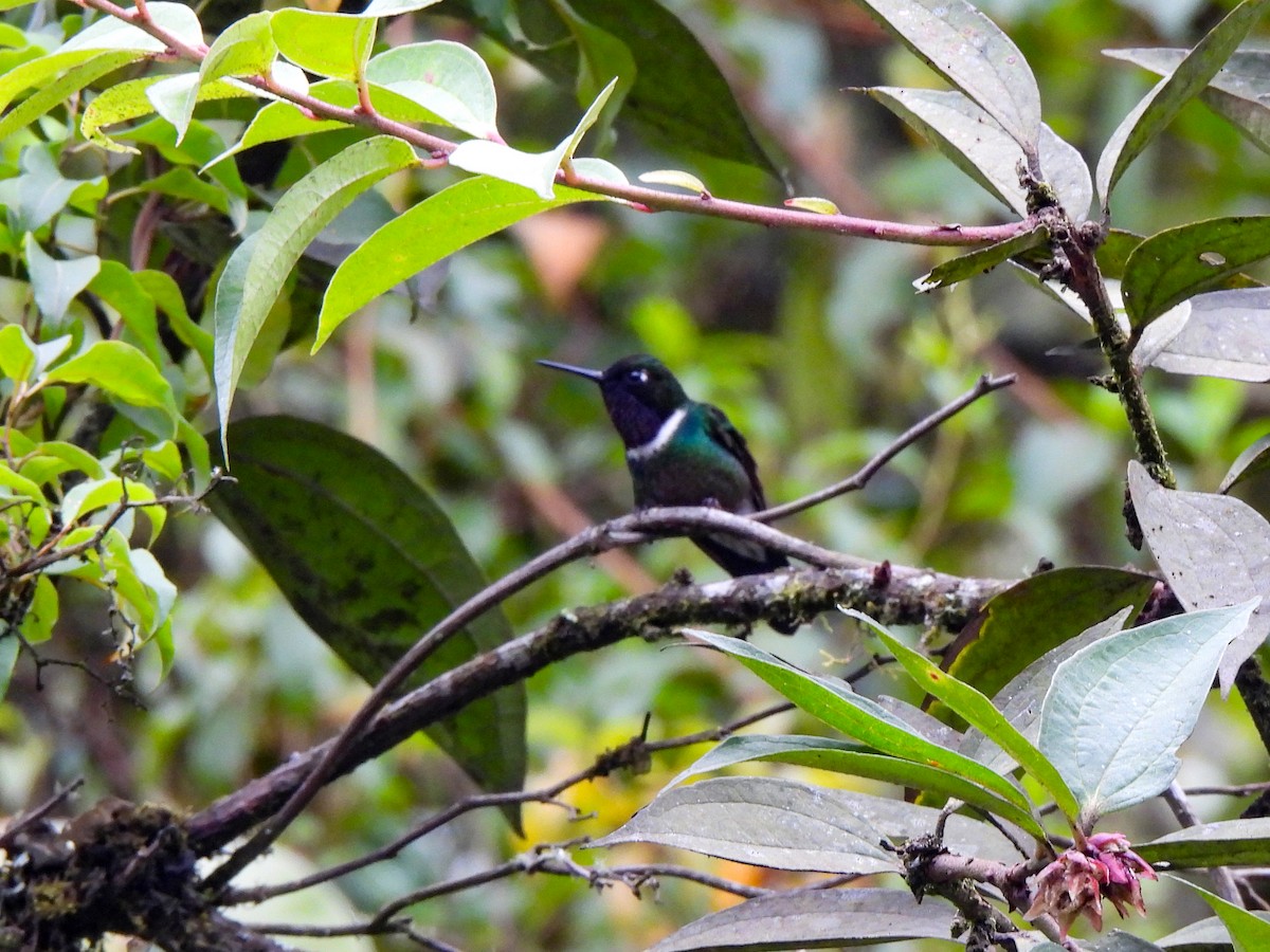 Colibrí Gorjiamatista (grupo clarisse) - ML620002299