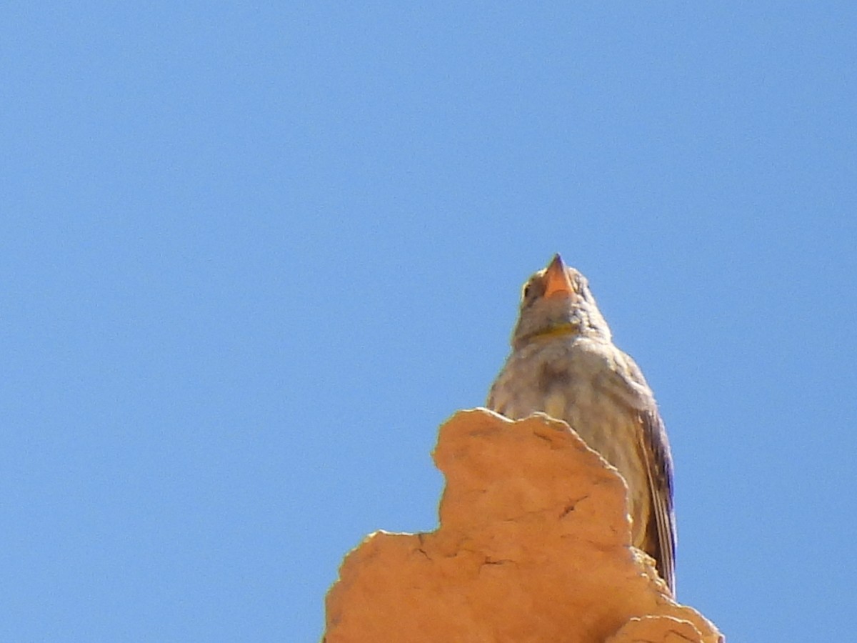 Rock Sparrow - ML620002300