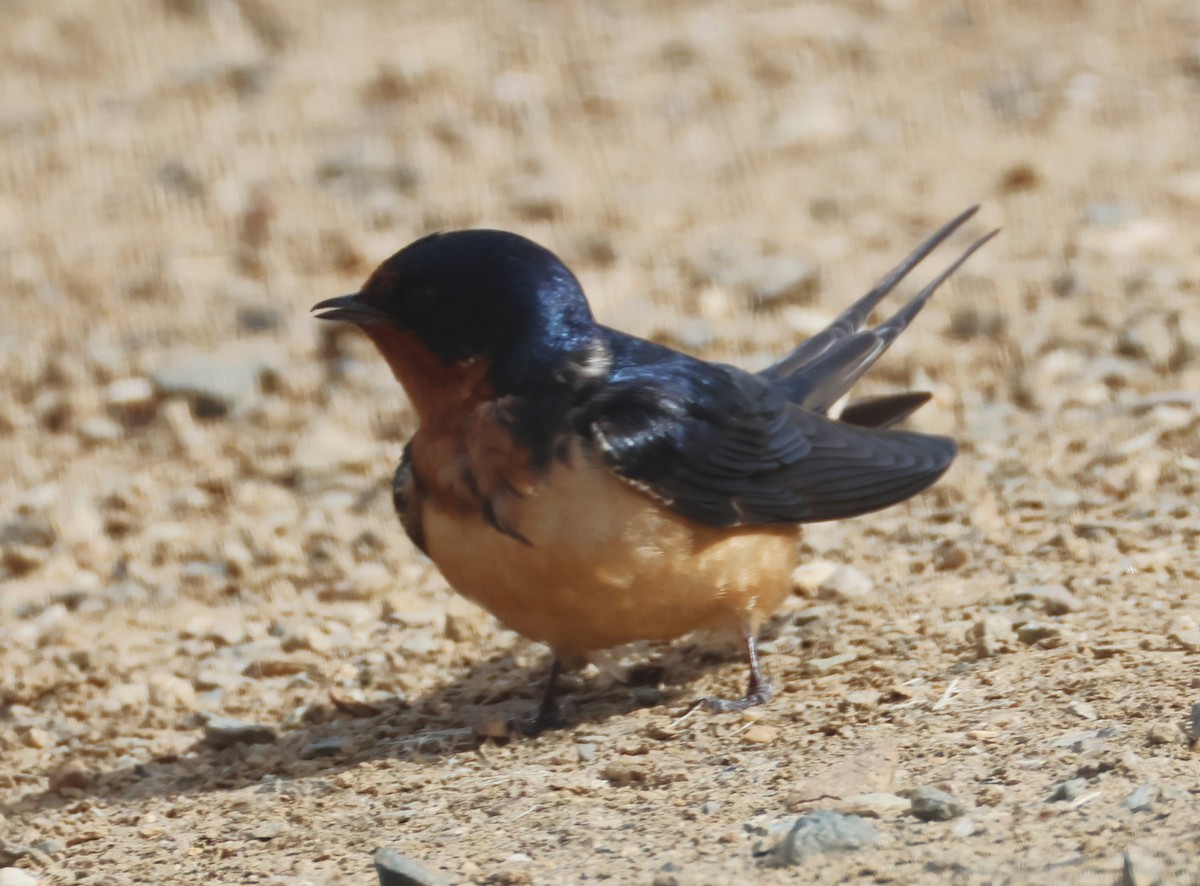 Barn Swallow - ML620002302