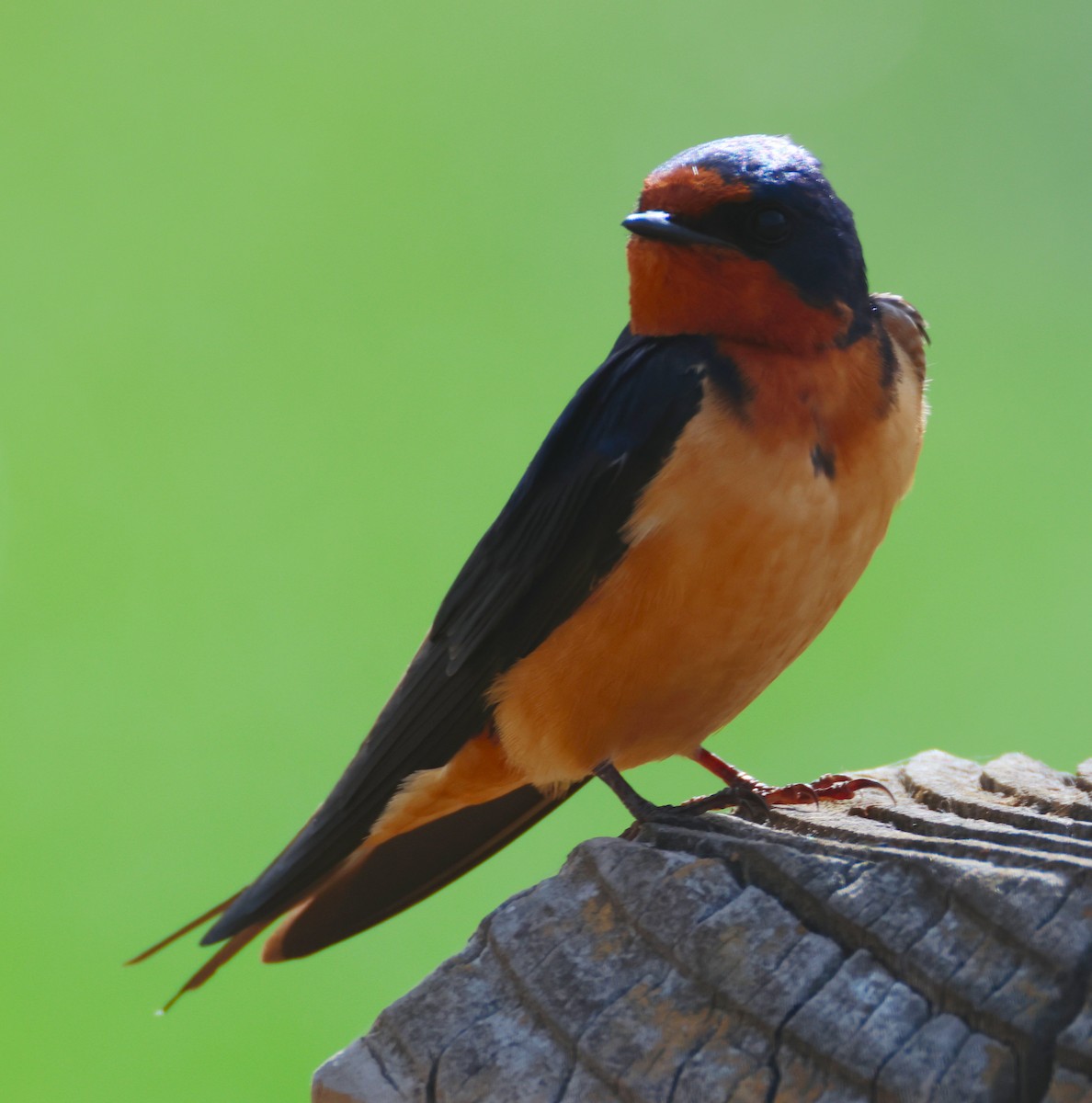 Barn Swallow - ML620002304