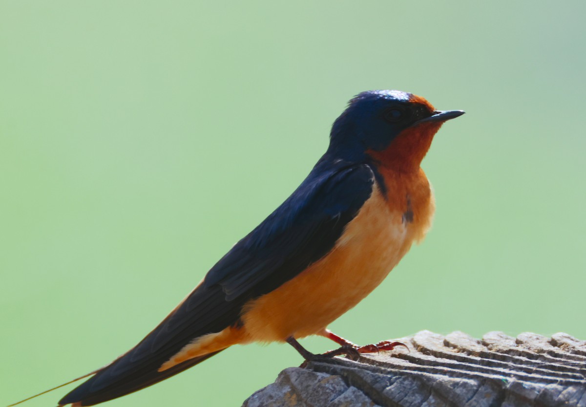 Barn Swallow - ML620002305