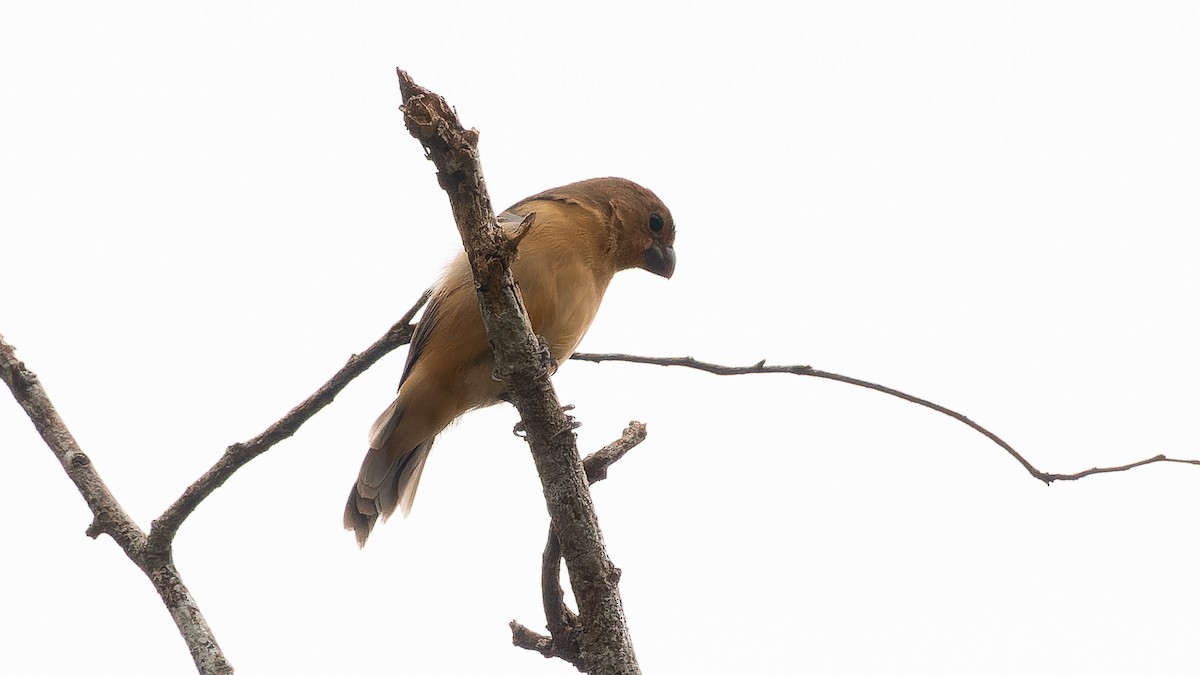 White-bellied Seedeater - ML620002307