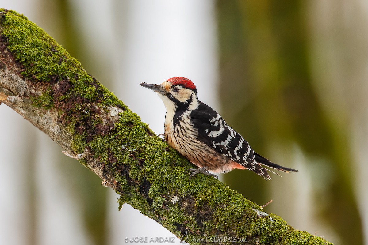 White-backed Woodpecker (Lilford's) - ML620002330