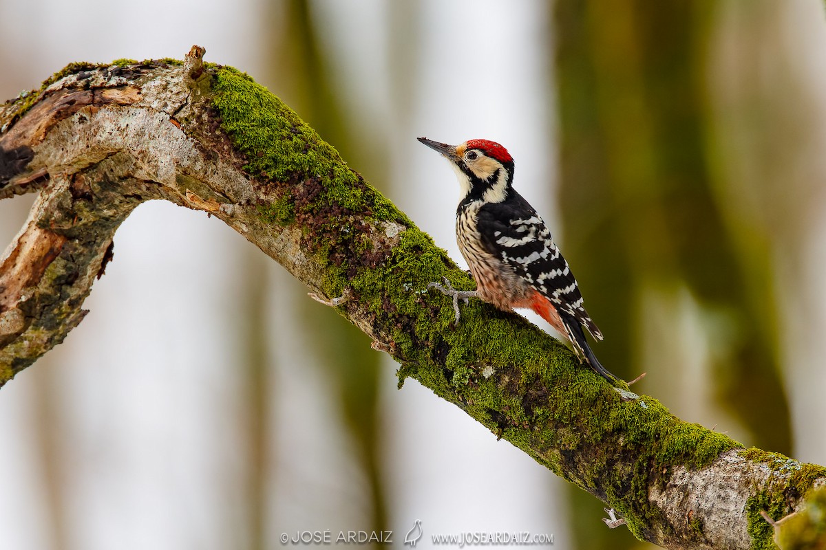White-backed Woodpecker (Lilford's) - ML620002331
