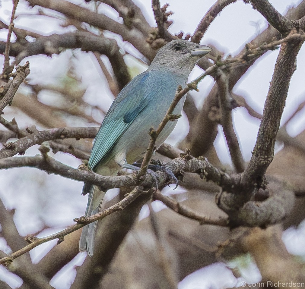 Glaucous Tanager - ML620002337