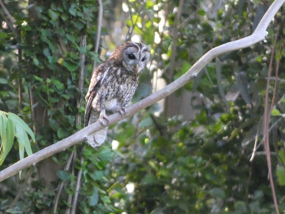 Tawny Owl - ML620002364